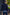 FIELD FR SH Leather Jacket Dark Blue  - Nubuck Suede - Short-Length